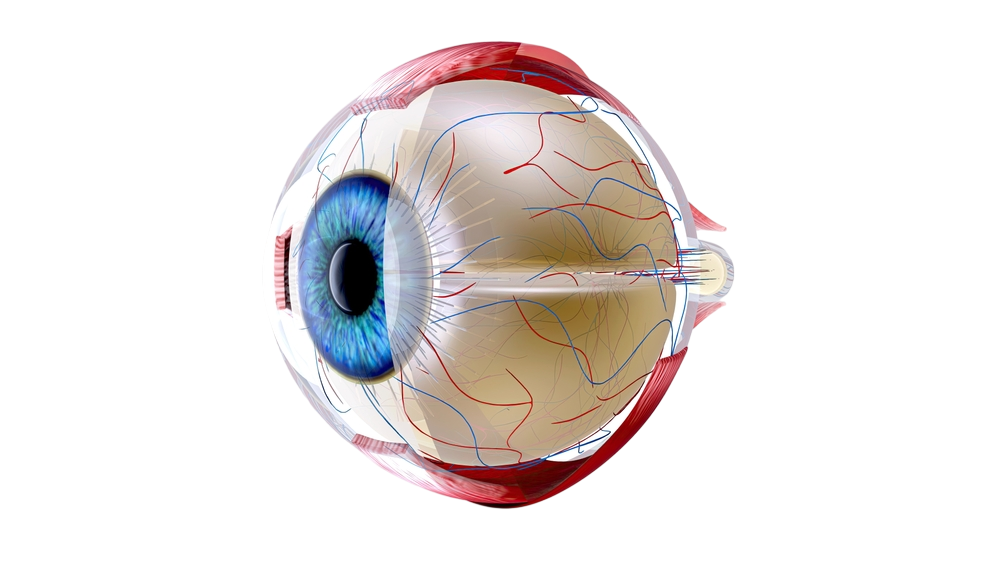 Anatomie-de-l_oeil-Ophtalmo-Paris-Est